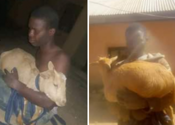 ‘Notorious’ goat thief nabbed in Jos community