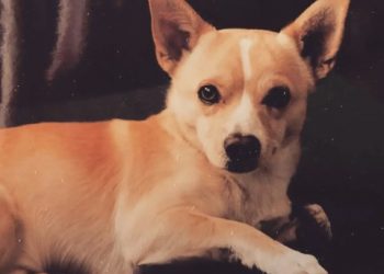 22 year old dog named oldest living dog on Earth