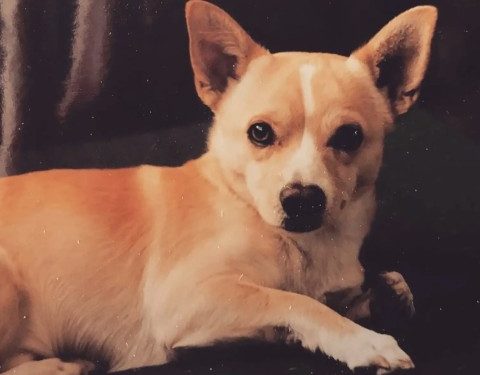 22 year old dog named oldest living dog on Earth