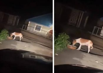 Dog caught on tape eating ‘sacrifice’ from calabash dropped by the roadside