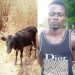 Police arrests man for presenting stolen cow for father-in-law’s burial rites
