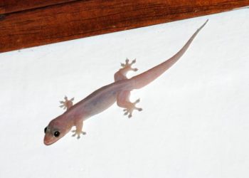 Ogun: Chartered Accountant, his wife, two children, two relatives dies mysteriously after ‘eating food trampled by wall gecko’