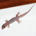 Ogun: Chartered Accountant, his wife, two children, two relatives dies mysteriously after ‘eating food trampled by wall gecko’