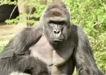 Gorillas put farmers on edge in C’River