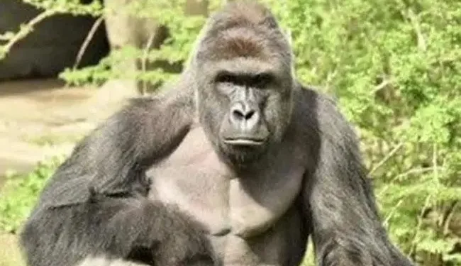 Gorillas put farmers on edge in C’River