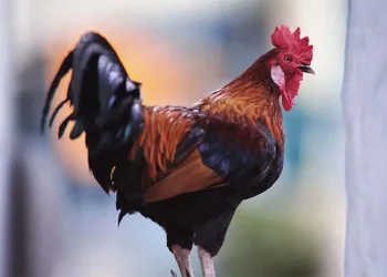 Kano court sentences noisy cockerel to death 