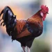 Kano court sentences noisy cockerel to death 
