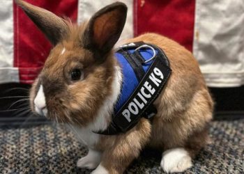 Rabbit joins police in California as its ‘wellness officer’