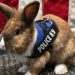 Rabbit joins police in California as its ‘wellness officer’