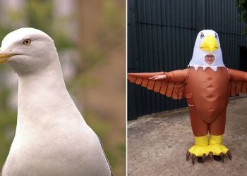 Zoo hiring people to dress up as birds so as to scare away seagulls