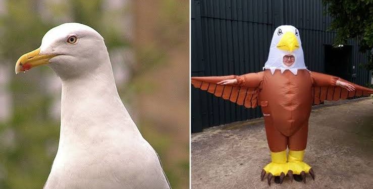 Zoo hiring people to dress up as birds so as to scare away seagulls