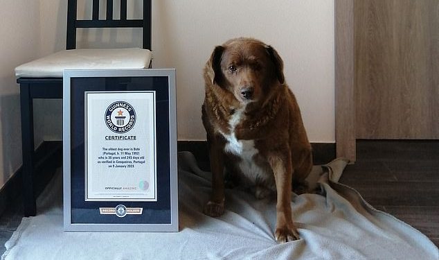 World’s oldest dog, Bobi, is celebrating his birthday with 100 guests from several countries flying to Portugal to attend