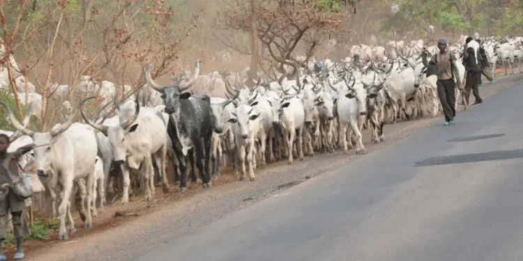 Insecurity: Cattle breeders laments how Buhari failed them 