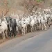 Insecurity: Cattle breeders laments how Buhari failed them 