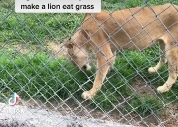 Lion spotted eating grass in a Nigerian zoo (video)