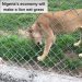 Lion spotted eating grass in a Nigerian zoo (video)