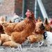 Man to get eight strokes of cane for stealing 10 chickens