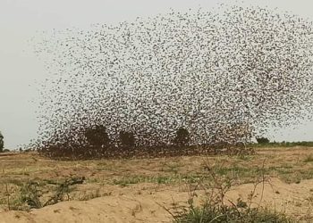 Birds destroy 75, 000 hectares of farms in Kebbi