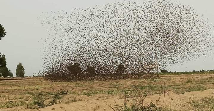 Birds destroy 75, 000 hectares of farms in Kebbi