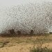 Birds destroy 75, 000 hectares of farms in Kebbi