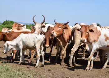 Lagos confirms six cases of anthrax disease, burns infected animals