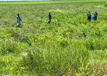 Borno farmers to hold special prayers over delay in rainfall