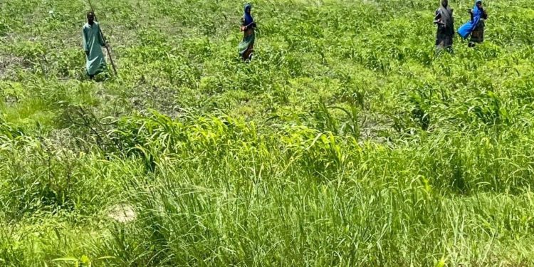 Borno farmers to hold special prayers over delay in rainfall