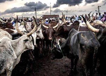 FG Confirms First Case Of Anthrax In Nigeria