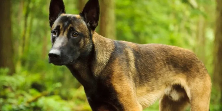 Police arrest owner of dog that caused death of 30-year-old engineer in Kwara