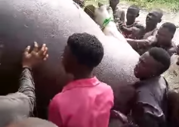 Youths kill ‘monster’ Hippopotamus terrorising Benue waterways 