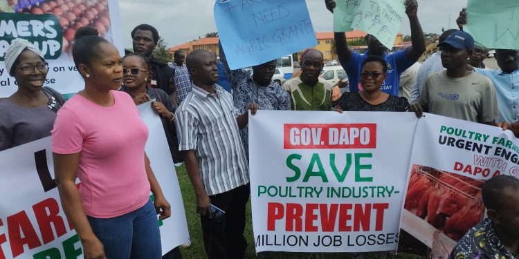 Ogun Poultry Association laments high cost of feeds