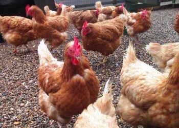 Farm attendant in police net over missing 1,300 chickens