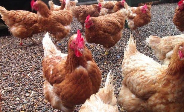 Farm attendant in police net over missing 1,300 chickens