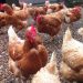 Farm attendant in police net over missing 1,300 chickens