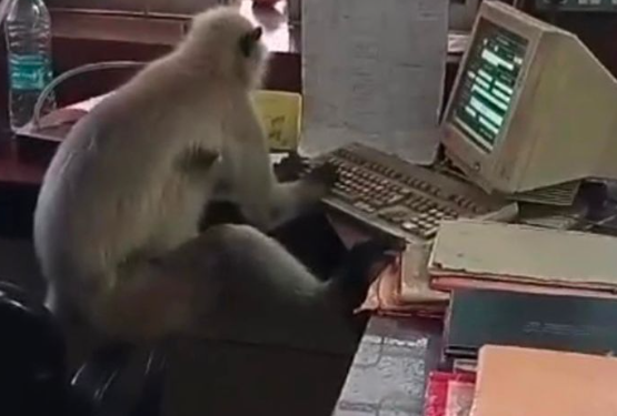 Tech savvy monkey spotted ‘working’ on computer at railway office (video)