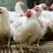 Farm manager accused of stealing N5.4m worth of chickens