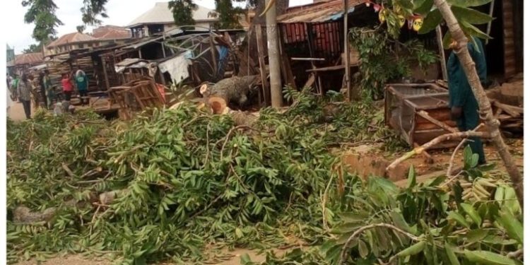 Falling Tree Kills 2, Injures Others In Kwara