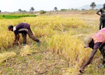 Climate Change: Nigeria Shifts Attention To Dry Season Farming