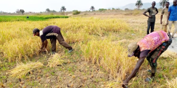Climate Change: Nigeria Shifts Attention To Dry Season Farming