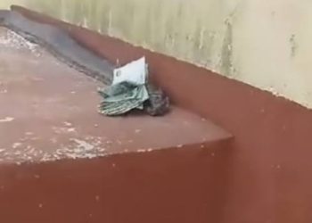 Video of huge snake delivering money to a house goes viral
