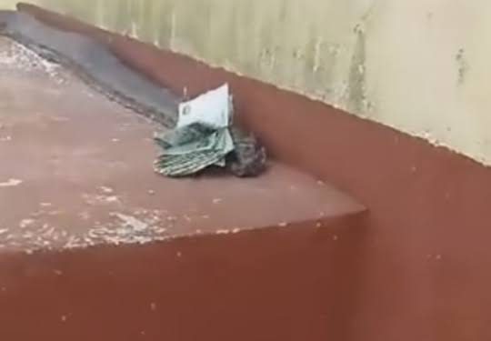 Video of huge snake delivering money to a house goes viral