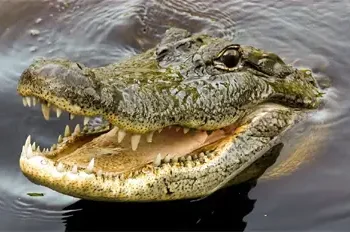 Crocodiles tear prophet to pieces during baptism