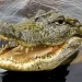 Crocodiles tear prophet to pieces during baptism