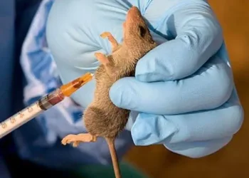 Lassa fever: 227 die as over 1,200 infected in 28 states