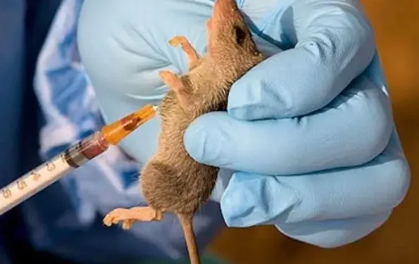 Lassa fever: 227 die as over 1,200 infected in 28 states
