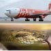 Passengers discover live snake on an AirAsia flight in Thailand