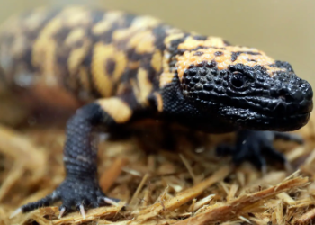 Man dies after being bitten by his pet lizard