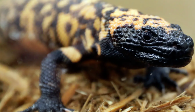 Man dies after being bitten by his pet lizard