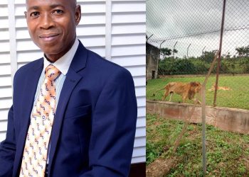 Tragedy as lion mauls zookeeper to death