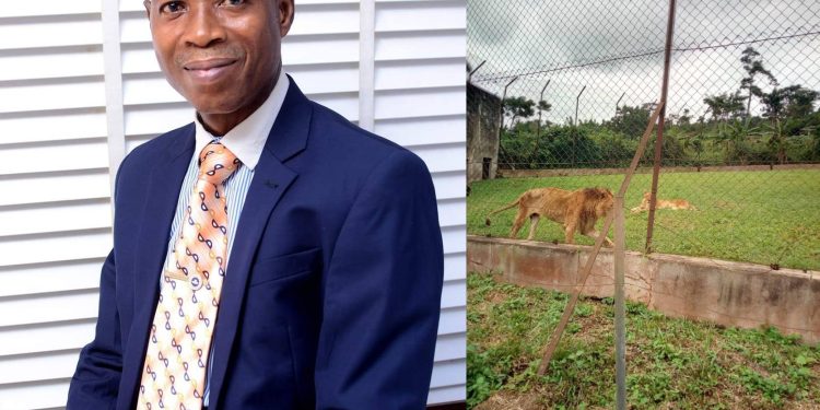 Tragedy as lion mauls zookeeper to death